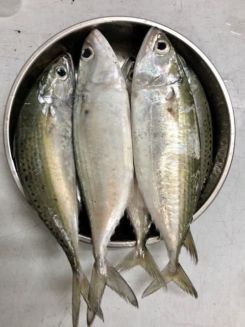 High Quality Frozen Whole Round Indian Mackerel With Competitive Price - Image 3
