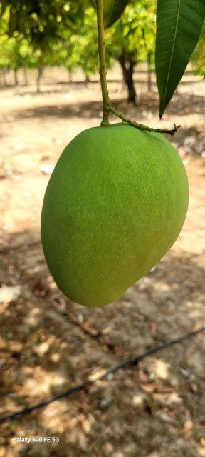 South Indian Mangoes – Thotapalli, Imam Pasand & Banginapalli - Image 4