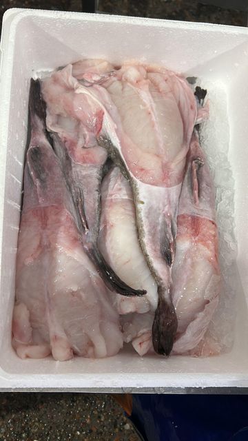 RELIABLE SUPPLY HIGHLY VALUED MONKFISH(LOPHIUS PISCATORIUS) 2-4Kg TAILS SEA FROZEN OPTIMAL FRESH MEATY TEXTURE - Image 4