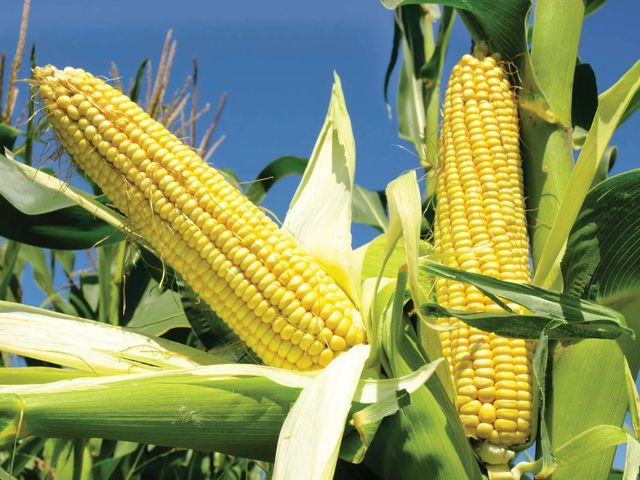 Maize Grain Supply For Livestock Nutrition Poultry Feed And Industrial Processing With Natural Energy Rich Kernels – product photo 1, product detail gallery
