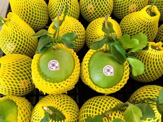 Fresh Green Grapefruit from Vietnam - Low price for export 100% High Quality Fruit - Image 3
