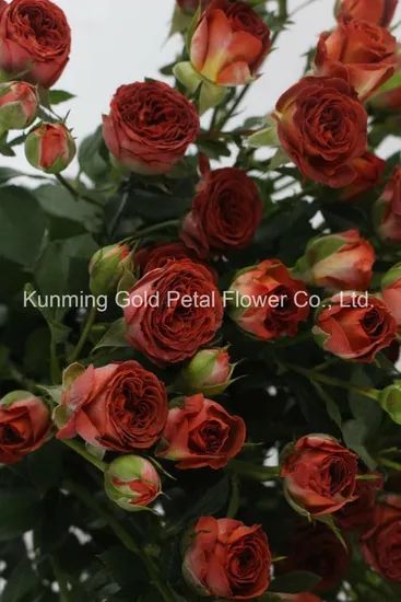 Fresh Cut Flower Rose Chocolates Rose for Best Decoration - Image 4