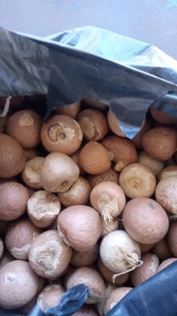 “Premium Betel Nuts (Areca Nuts) – High-Quality Whole & Split Nuts for Chewing & Traditional Use” - Image 5