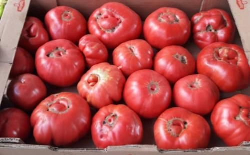 Organic tomato - Image 1