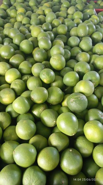 BEN TRE VIETNAMESE GRAPEFRUIT Color vỏ ngoài màu xanh tự nhiên Place of Origin bến tre việt nam Feature trái cây tươi , sử dụng ngay dùng làm nước ép  bưởi , ăn trực tiếp - Image 5