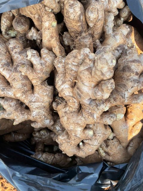 Fresh ginger 20kg net 21kg gross season 2026 size 100 up Form Whole Delivery Form Bag Freshness Level Fresh - Image 4