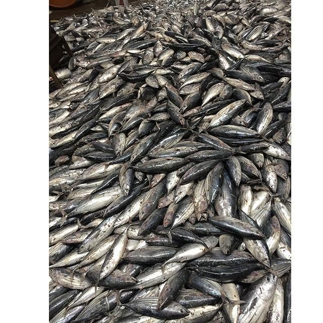 Frozen Skipjack Tuna Fish Premium Quality Whole Fish Selection For Import Export And Bulk Seafood Delivery - Image 5
