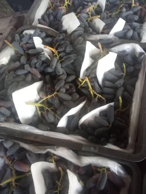 grapes fruits Packaging box Type fresh grapes Origin Uzbekistan Purity 100% Natural Manufacturer uzbekistan Certifications Global Gap Certificate - Image 3