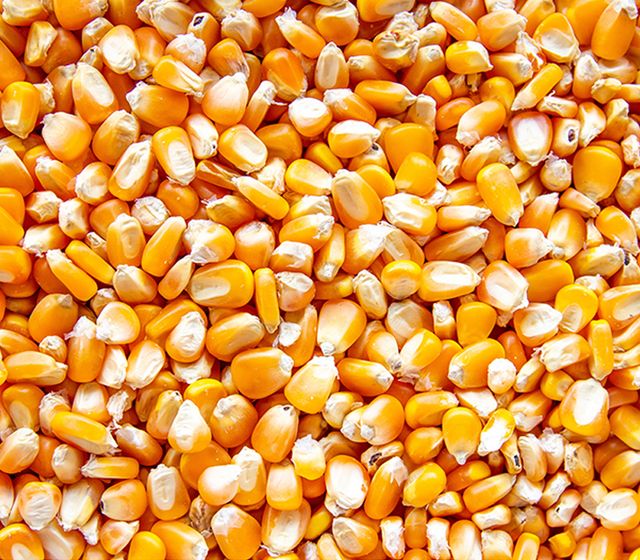 Yellow Corn / Maize - Image 1