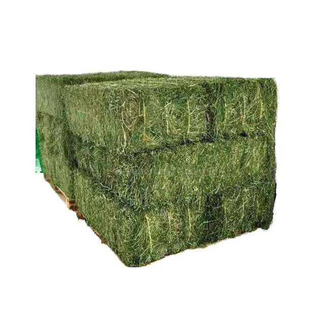 Premium Bulk Timothy Grass for Animal Feed Timothy Grass Fresh Hay Rich in Nutrients Protein and Fiber for Healthy Animals - Image 5