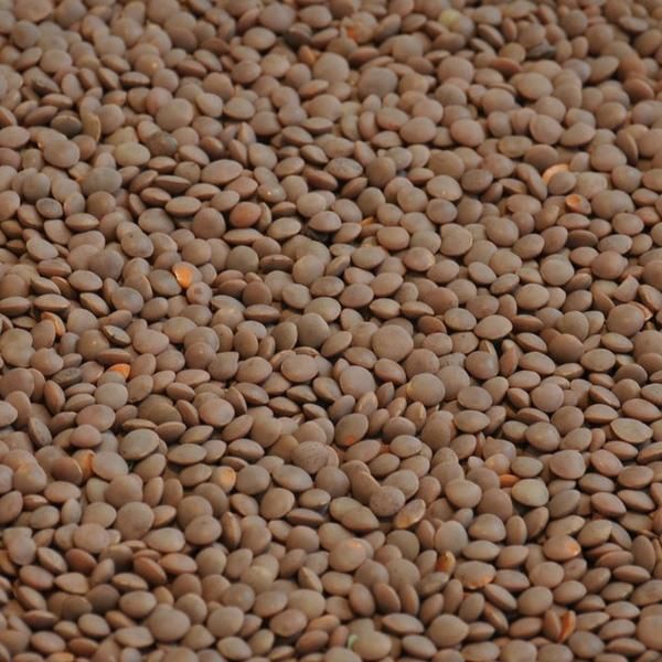 Red Lentils at Wholesale Price Red Lentils, Green Lentils, Brown Lentils - Image 1