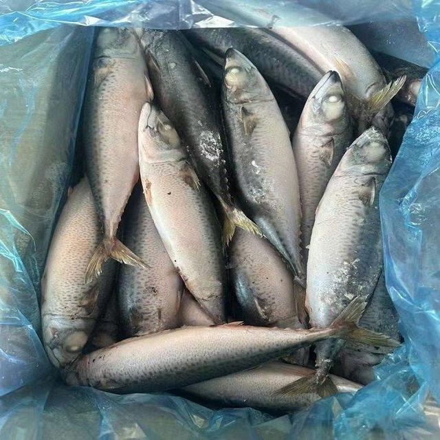 Frozen Pacific Mackerel Fish Fresh Seafood Supply With High Quality Packaging For Restaurants Markets - Image 4