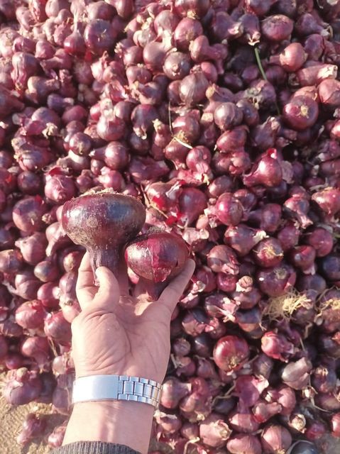 Fresh onions. - Image 4