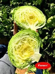 fresh ice berg lettuce Origin Farmex Farms Grade Export Quality Weight Range 500–800 G Per Head Packaging Options 5 Kg / 10 Kg Cartons Or As - Image 3