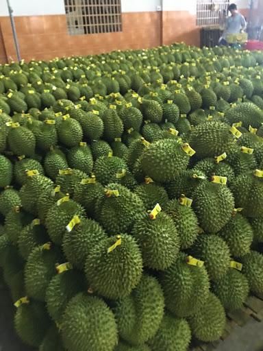 Frozen Durian Fruit Whole/ Frozen Fruits Mango , Passion Fruit, Vegetable...- Whatsapp 0084 989 322 607 - Image 6