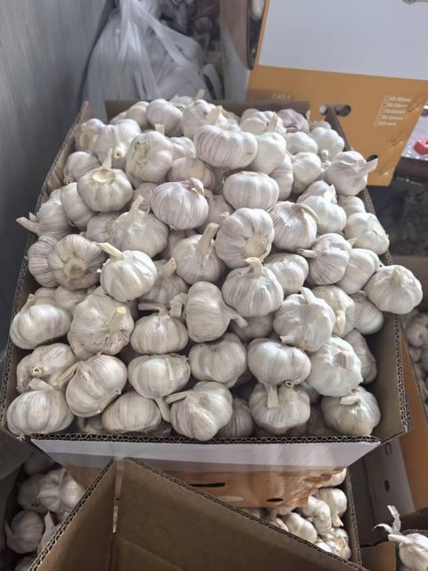 Fresh White Garlic 5.0‑5.5cm China Origin, Mesh Bag & Carton Packing, For Africa Middle East Market, Reefer Shipment - Image 4