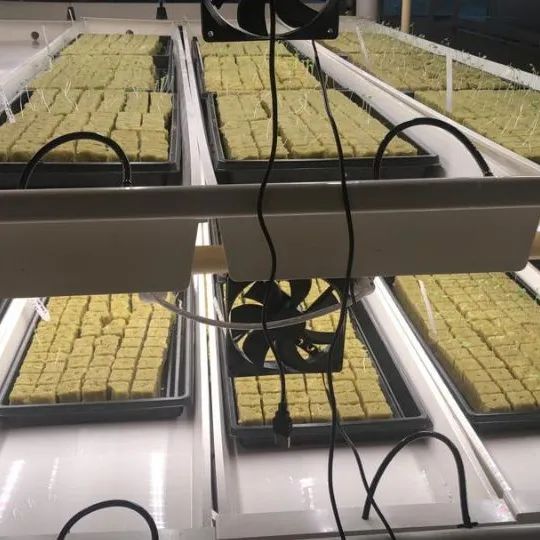 Hydroponics Container Fodder Channel Tray Growing System Size Large Origin China Layer Single Trademark G&N Condition - Image 6