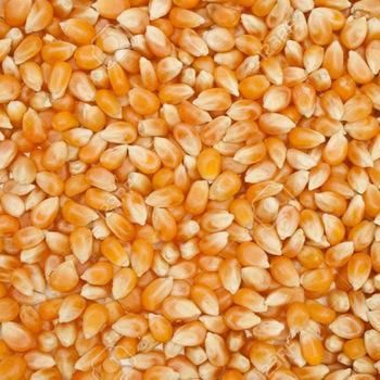 Animal Feed Corn from Brazil frozenchickenexports.com - Image 3