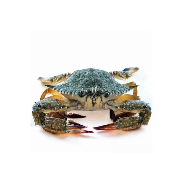 Premium Frozen Crab with Naturally Sweet Full Meat Carefully Selected Processed and Frozen to Preserve Fresh Ocean Taste - Image 4