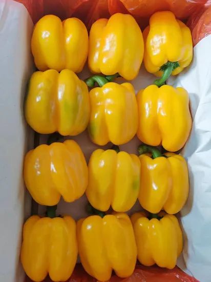 Fresh Bell Pepper in Green Red Yellow Color From China for Export Directly - Image 4
