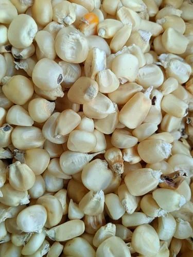 Best Quality white corn for human and animal feed cheap prices south africa sweet corn - Image 3