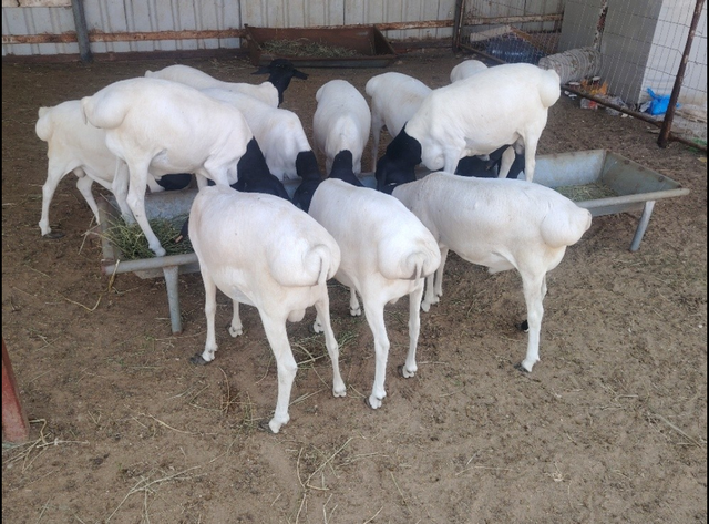Live Stock sheep & Goat - Image 1