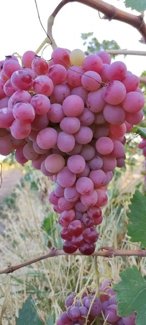 grape - Image 3
