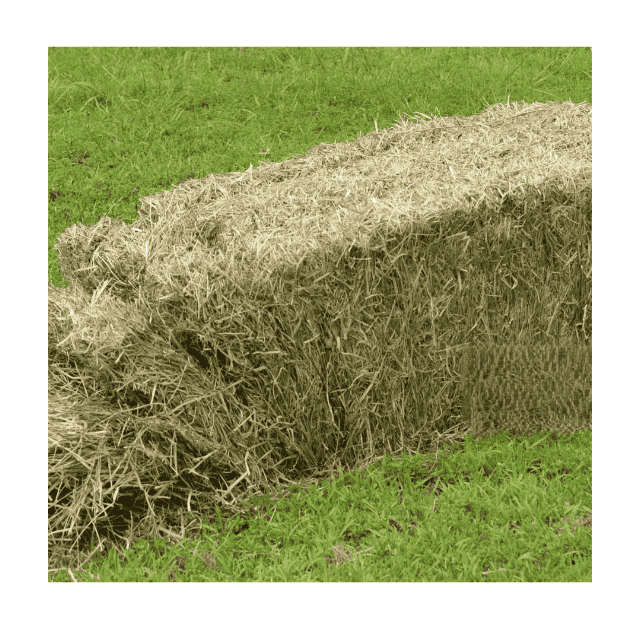 Premium Rhodes Grass Hay Moisture Content Below 12% Harvest Method Fresh Harvest Only Certifications Phytosanitary, Fumigation, Origin - Image 3