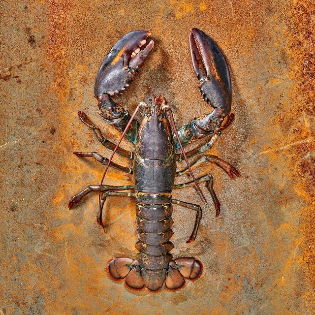 Fresh Live Canadian Lobster Restaurant Grade Seafood Cheap Price Strong Healthy Stock Ready For Fast Delivery - Image 2