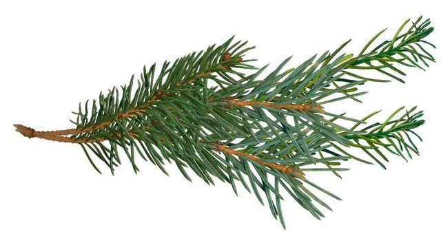Organic Pine essential oil Type Organic Purity 100% Organic Intended Use Aromatherapy Additional Ingredients Limonen Processing Method Steam Distillation - Image 2