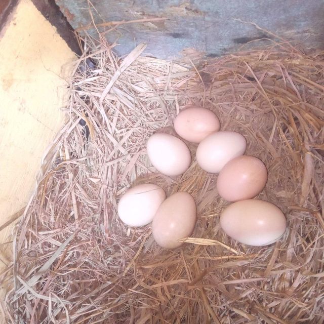Fresh Table Eggs Produced From Free Range Hens High Quality Table Eggs Packed With Natural Goodness - Image 3