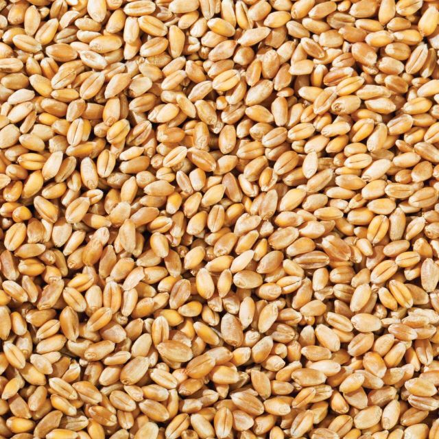 Farm Fresh Wheat Grain For Grain Processing Facilities Featuring Carefully Sorted Kernels And Premium Crop Selection - Image 1