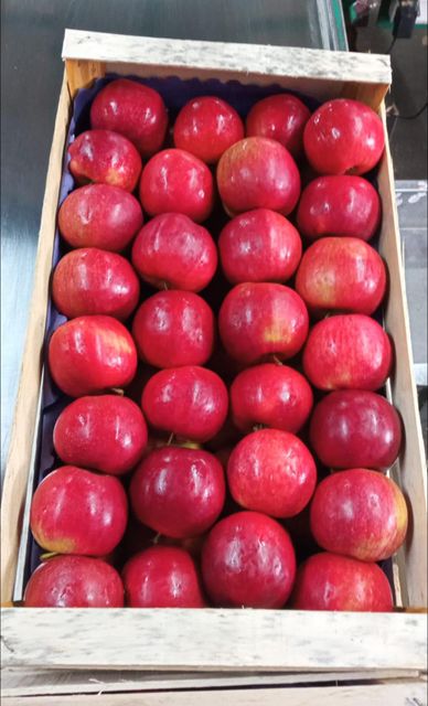 Quality Royal Beauty Apples for sale - Image 2