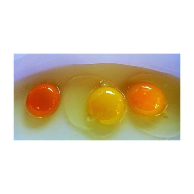Nutritious Chicken Egg Yolk Snacks for Active Dogs ODM Yes OEM Yes Spec 0-99g Flavour ODM Color Nature Model Nutritious Chicken Egg Yolk Snacks for Active Dogs ODM Yes OEM Yes Spec 0-99g Flavour ODM Color Nature Model Nutritious Chicken Egg Yolk Snacks for Active Dogs ODM Yes OEM Yes Spec 0-99g Flavour ODM Color Nature Model - Image 3