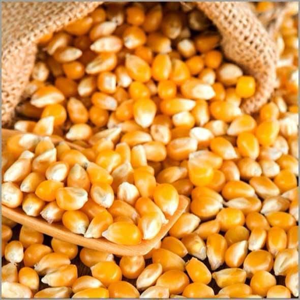 Maize Corn - Image 1