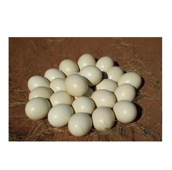 Ostrich Eggs For Sale Grade top Type Eggs Form Eggs Fertility Rate High Genetic Diversity Diverse Breeding Stock Health Healthy - Image 1
