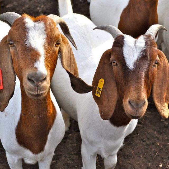 Boer Goats / Dorper sheep at wholesale price/ High Quality Purebred Boer goats at cheapest Price for export worldwide - Image 5