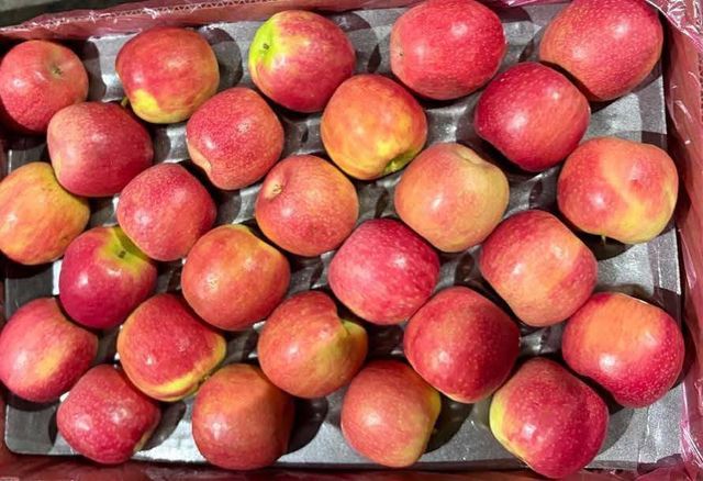 FRESH Cripps Red Apples for sale - CLASS 1 Export Quality Cripps Red Apples from South Africa – product photo 4, product detail gallery
