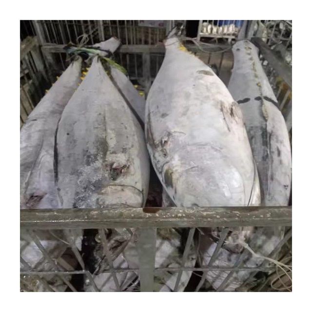 Factory price frozen yellowfin tuna supplied for wholesale sourcing programs - Image 3