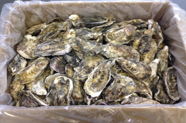 Hot Selling (Whole Shell) Frozen Fresh Good Oysters Japanese Ingredients oyster Model Number p2-05 Storage Type Frozen Place of Origin - Image 2