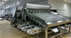 Automatic Industrial 18 Roller Fast Shrimp Grader Multifunction Size Fish Prawn Sorting Grading Machine - Image 3