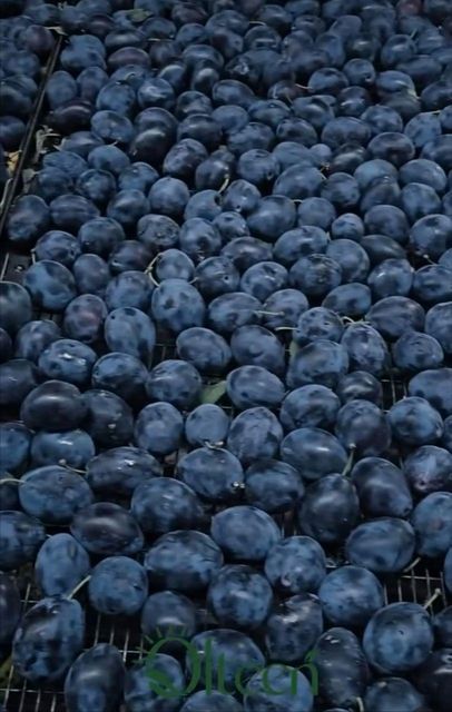Dried Prunes – product photo 4, product detail gallery