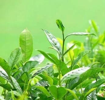 Matcha Tea Powder for Functional Food - Image 5