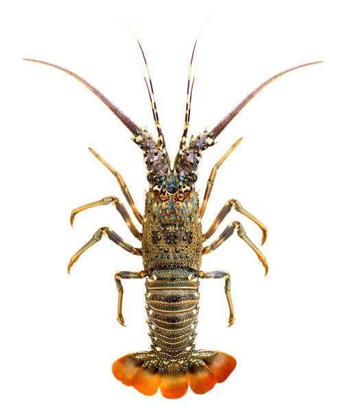 Frozen Crayfish Premium Seafood Selection With 98% Natural Purity For Wholesale Import And Retail Distribution - Image 3