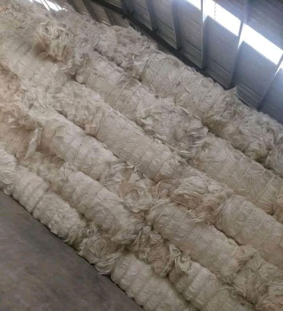 Premium Grade Kenyan Sisal Fiber for Export High-Quality Natural Sisal Fiber from Kenya Kenya Export Quality Sisal Fiber for Industrial Use Raw Sisal Fiber for Sale – Kenya Export Supplier Natural Kenyan Sisal Fiber for Rope, Carpet & Crafts Bulk Sisal Fiber Export from Kenya Processed Sisal Fiber from Kenya for International Markets Eco-Friendly Sisal Fiber Supplier in Kenya Long Fiber Kenyan Sisal for Agricultural and Industrial Applications Top Grade Sisal Fiber for Export Worldwide from Kenya - Image 4