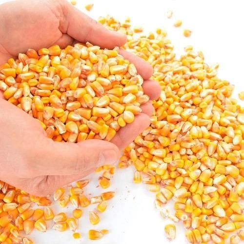DRY WHITE AND YELLOW CORN - Image 4