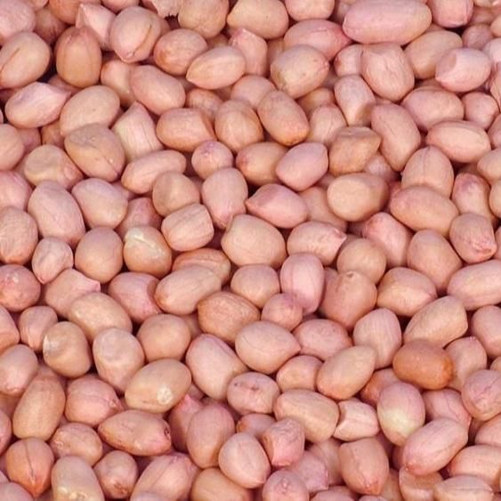 NEW CROP RAW JAVA KACANG TANAH KERNELS RAW PEANUT GREAT QUALITY BULK SUPPLIER FROM INDIA RAW PEANUTS - Image 1