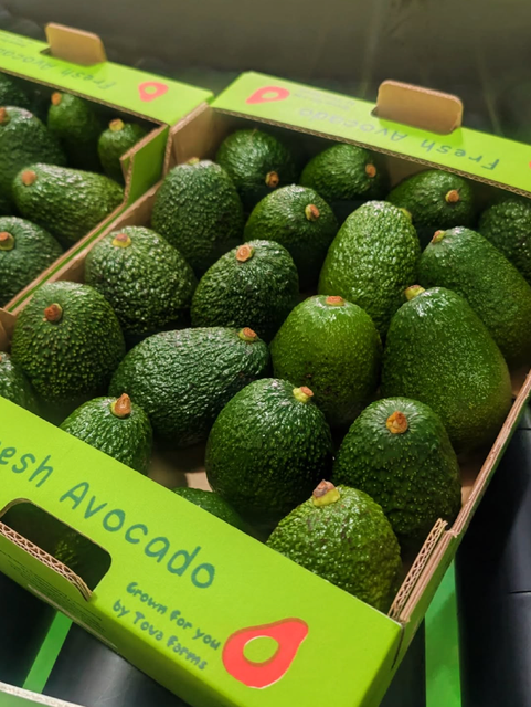 Fresh Harvest – Premium Healthy Avocados | New Zealand Origin 24 Pieces per Box For Sale - Image 3