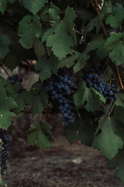 Fresh Grapes Color Black, Green, Red - Image 1
