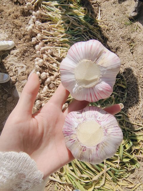 2026 New Garlic Hot Sale Top Grade Fresh Garlic,4.5cm-6cm, High Quality Normal White Garlic Export Wholesale - Image 4